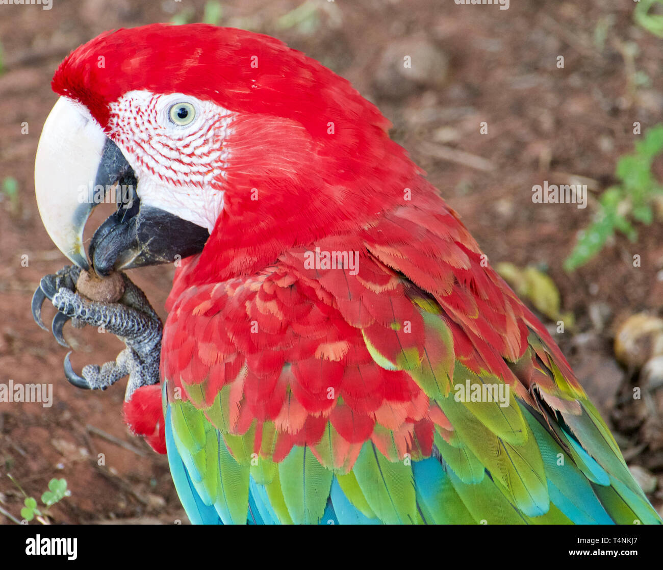 Scarlet Macaw Parrots Rainforest High Resolution Stock Photography And Images Alamy