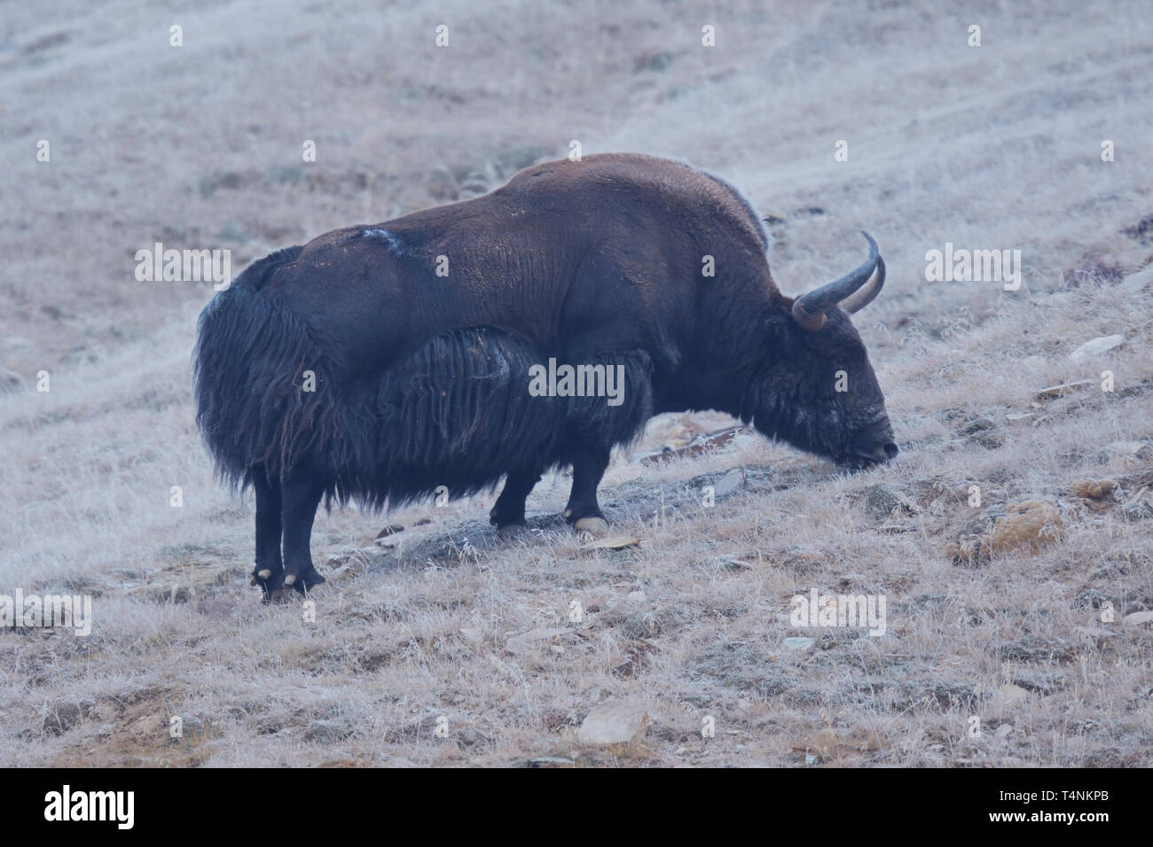 Tibetan plateau animals hi-res stock photography and images - Alamy