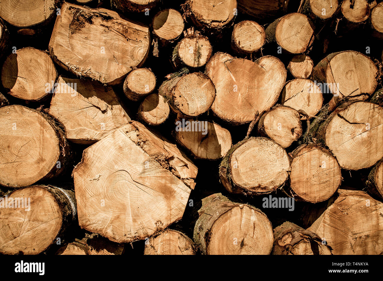 Wooden logs cut and stacked in pile, felled by the logging timber industry - background Stock Photo