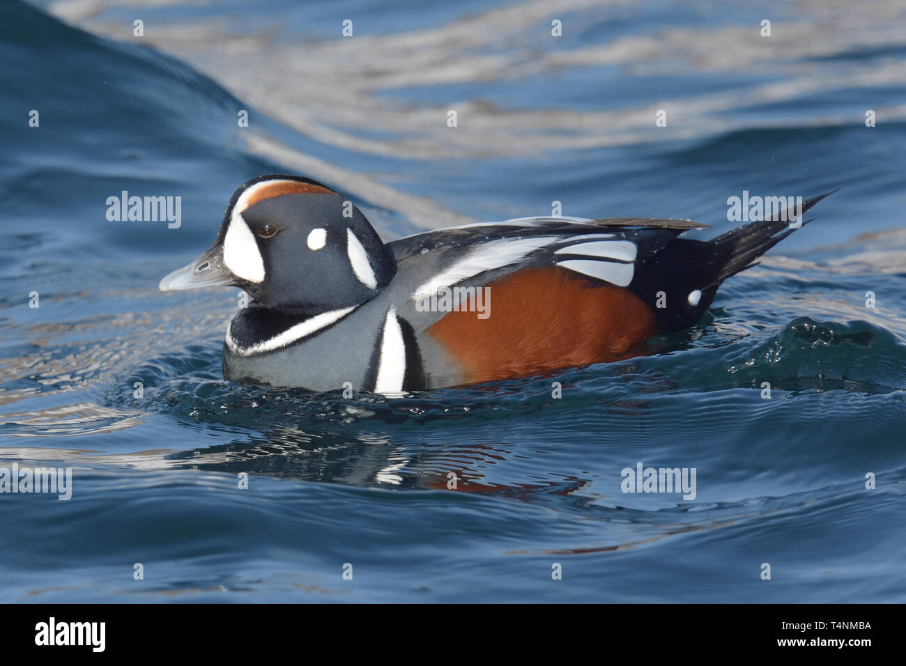 Male Harlequin Duck (Histrionicus histrionicus) in the Pacific Ocean Stock Photo