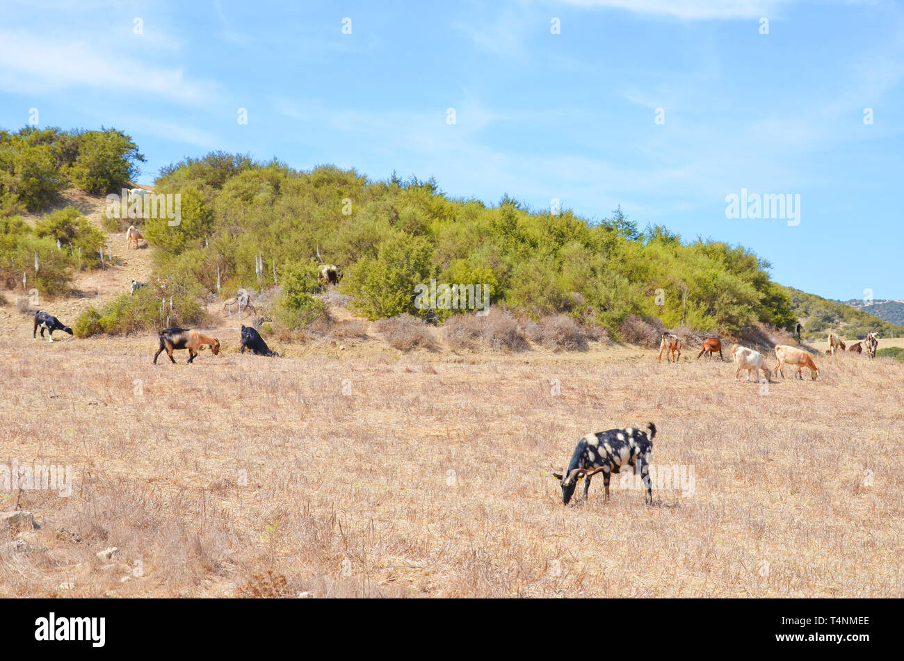 Amazing herd of goats grazing in the hills of Karpas Peninsula in the Turkish part of Cyprus. Remote region of Northern Cyprus with no tourists. Stock Photo