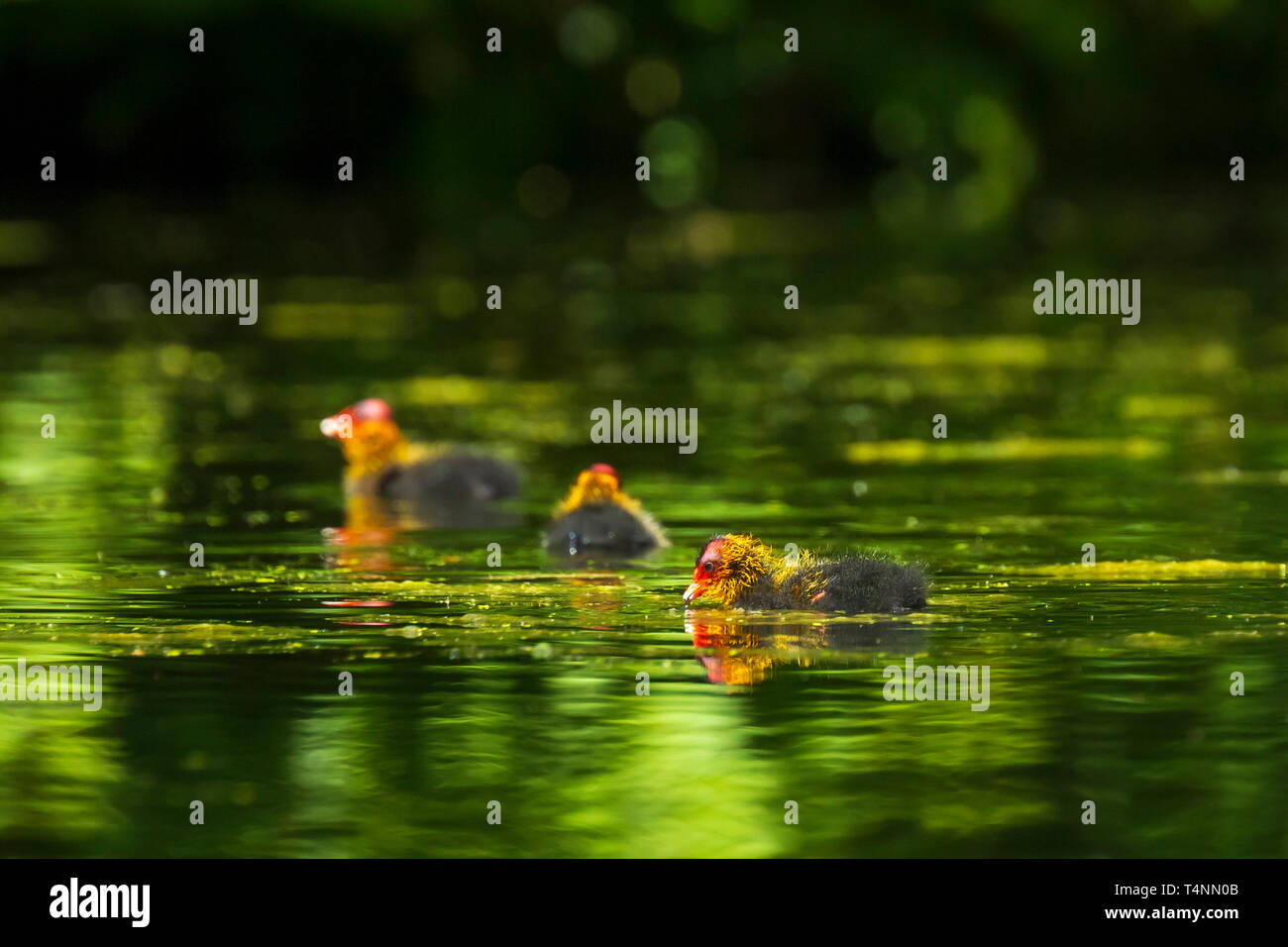 Eurasian coot, Fulica atra, chick swimming. Low point of view Stock Photo