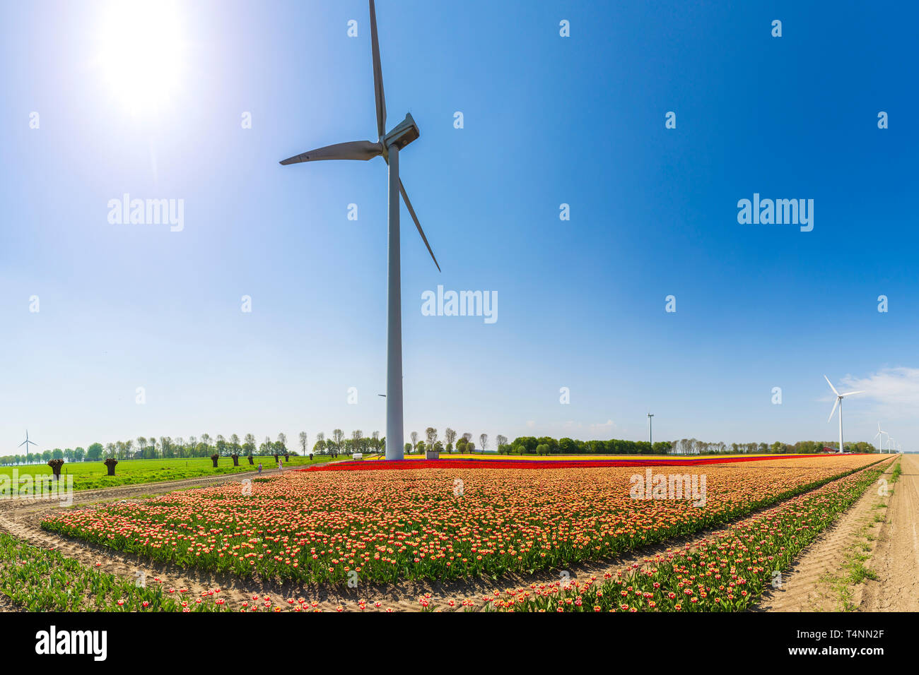 Colorful Dutch tulips in a flower field and a windmill in Holland under ...