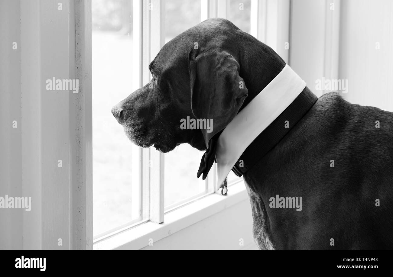 black and white picture of a dog with a white collar looking out a window Stock Photo