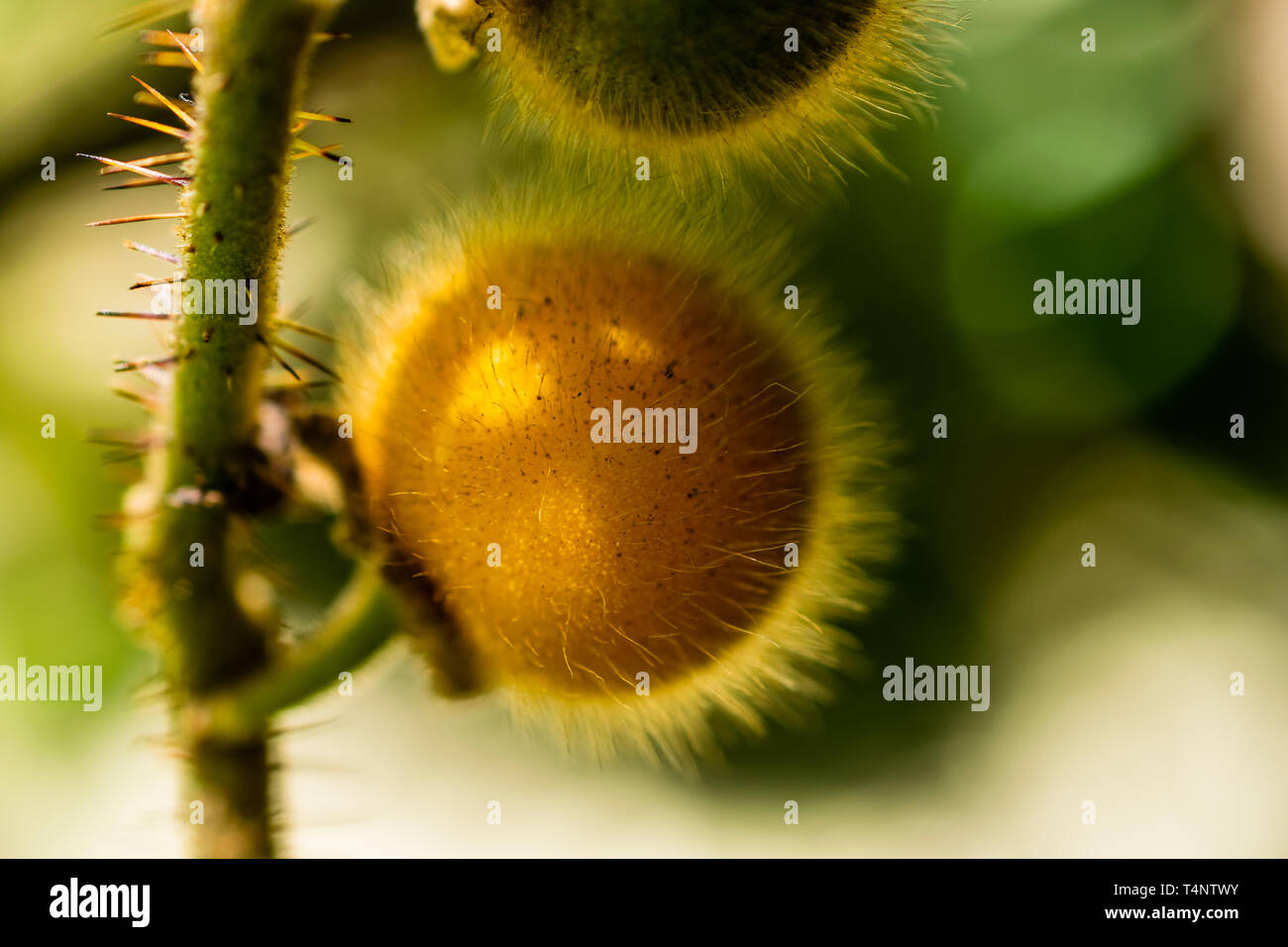 Yellow Solanum Ferox, eggplant fruit Stock Photo Alamy