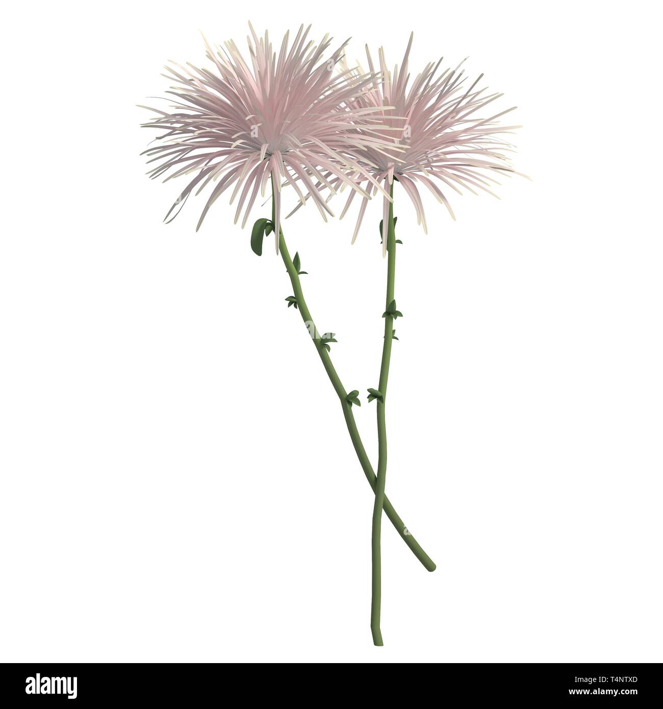 Flowers 3d illustration isolated on the white background Stock Photo ...