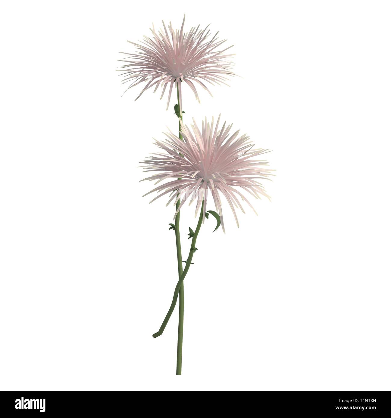 Flowers 3d illustration isolated on the white background Stock Photo ...