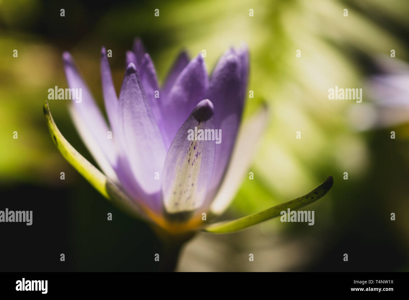 Violet colored blossom Stock Photo - Alamy