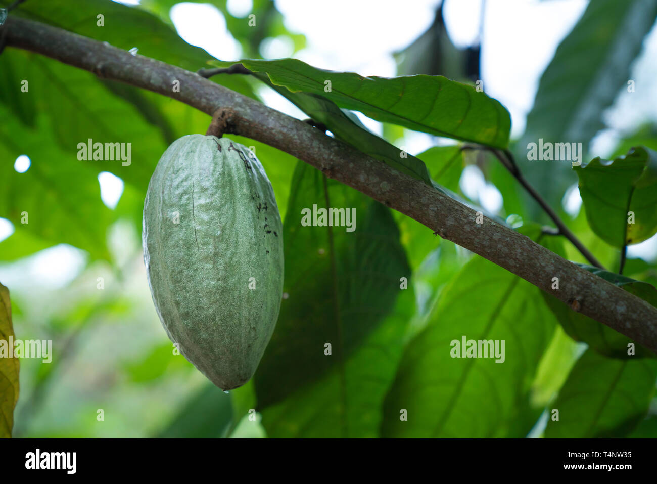Cacao Tree. Organic cocoa fruit pods in nature Stock Photo Alamy