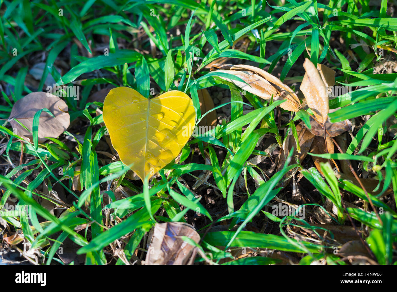 Yellow leaf on green grass field background Stock Photo - Alamy