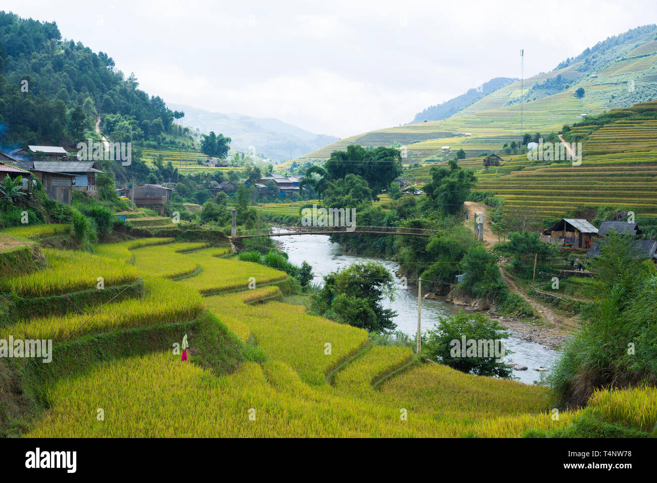 Asia Rice Feild Asia rice field by harvesting season in Mu Cang Chai district, Yen Bai ...