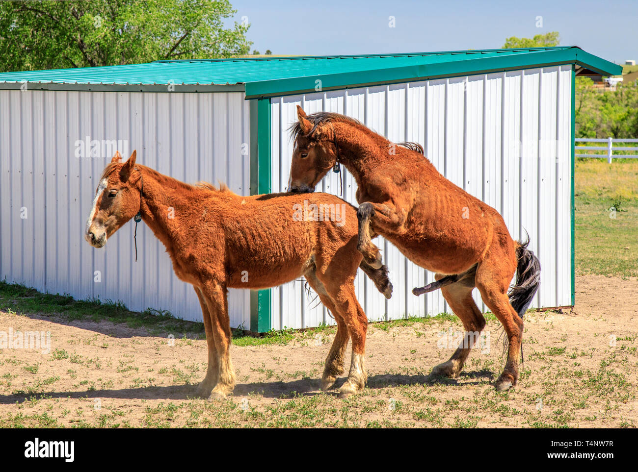 Mare and stallion horses mating Stock Photo - Alamy