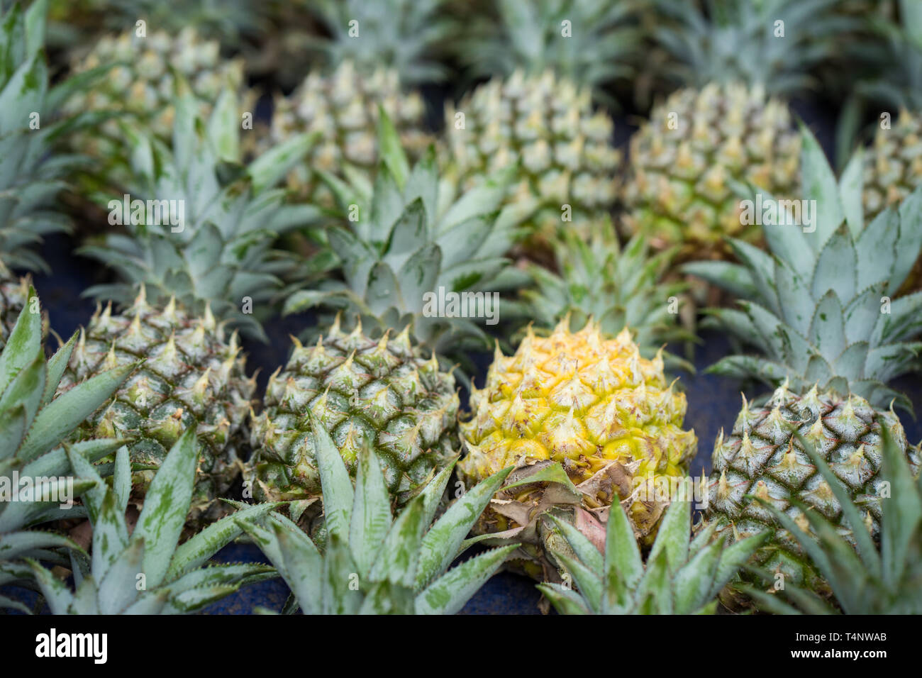 Pile of pineapples with both ripe and unripe one Stock Photo Alamy