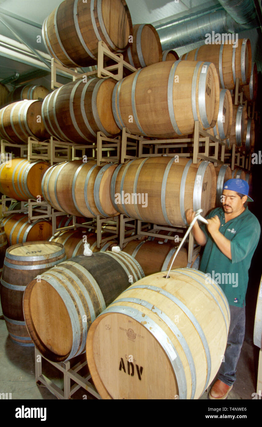 California Los Angeles County,Agua Dulce Vineyards,vineyard,viticulture,enology,winemaking,grape growing,barrel room,HM worker,workers,working,work,se Stock Photo