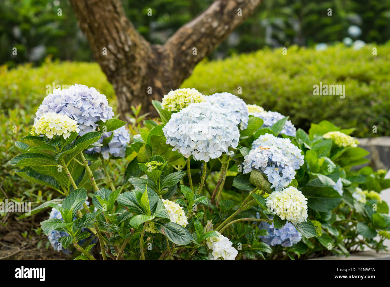 Beautiful hydranges against tree stump on background in the garden Stock Photo