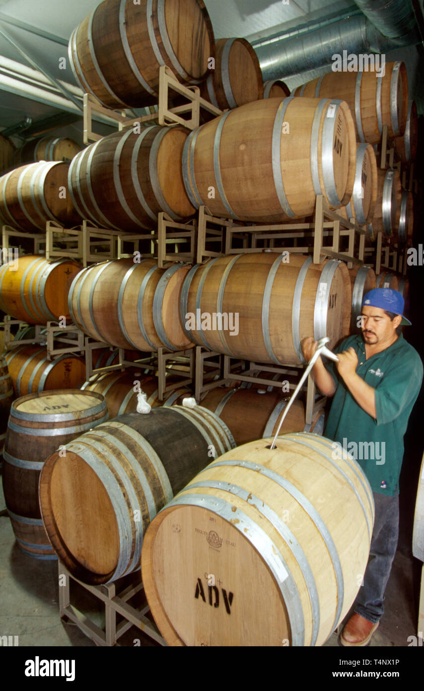 Santa Clarita California,Agua Dulce Vineyards,vineyard,barrel room,Hispanic Latin Latino ethnic immigrant immigrants minority,spanish,adult adults man Stock Photo