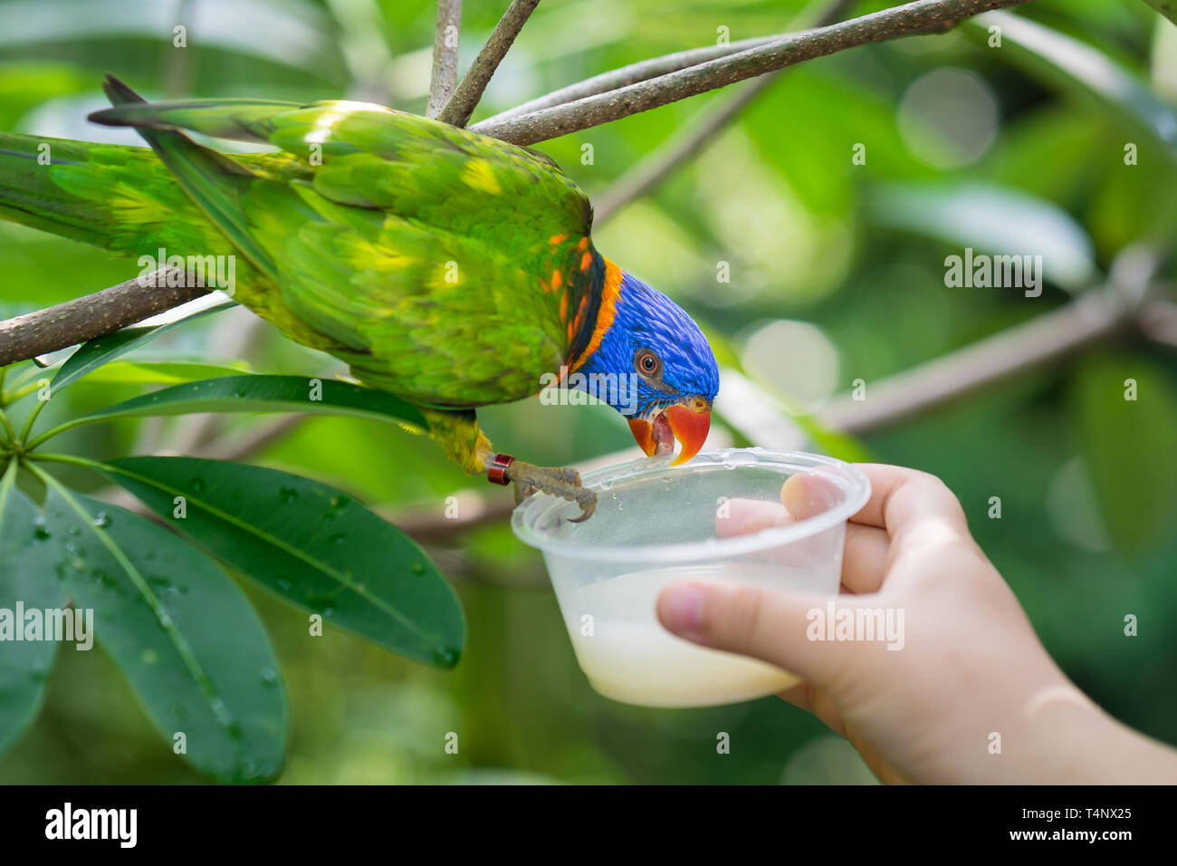 Parrot is feeding in Singapore zoo with human hand Stock Photo Alamy