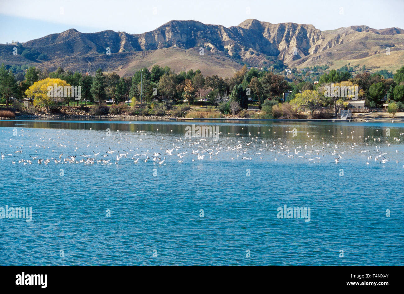 Santa Clarita California,Castaic Lagoon,Castaic Lake State Recreation Area,water,mountains,birds,animals,feathers,flight,visitors travel traveling tou Stock Photo