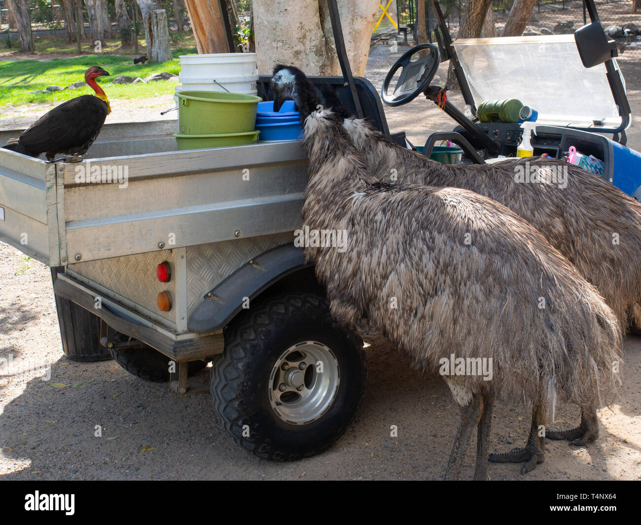Emu Birds Eating Off The Back Of A Vehicle Stock Photo