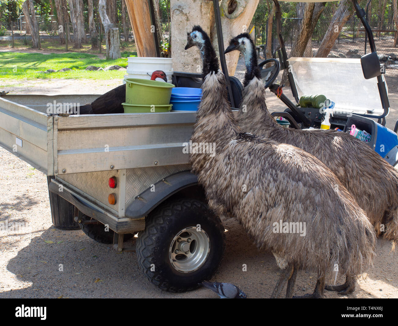Emu Birds Eating Off The Back Of A Vehicle Stock Photo