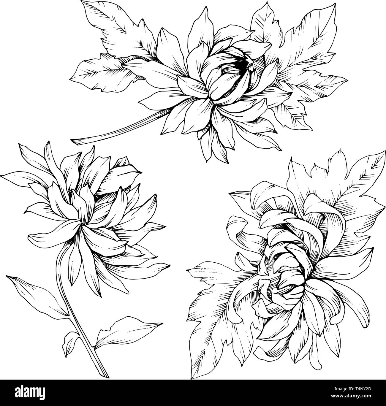 Vector Chrysanthemum floral botanical flowers. Black and white engraved ink art. Isolated flower illustration element. Stock Vector