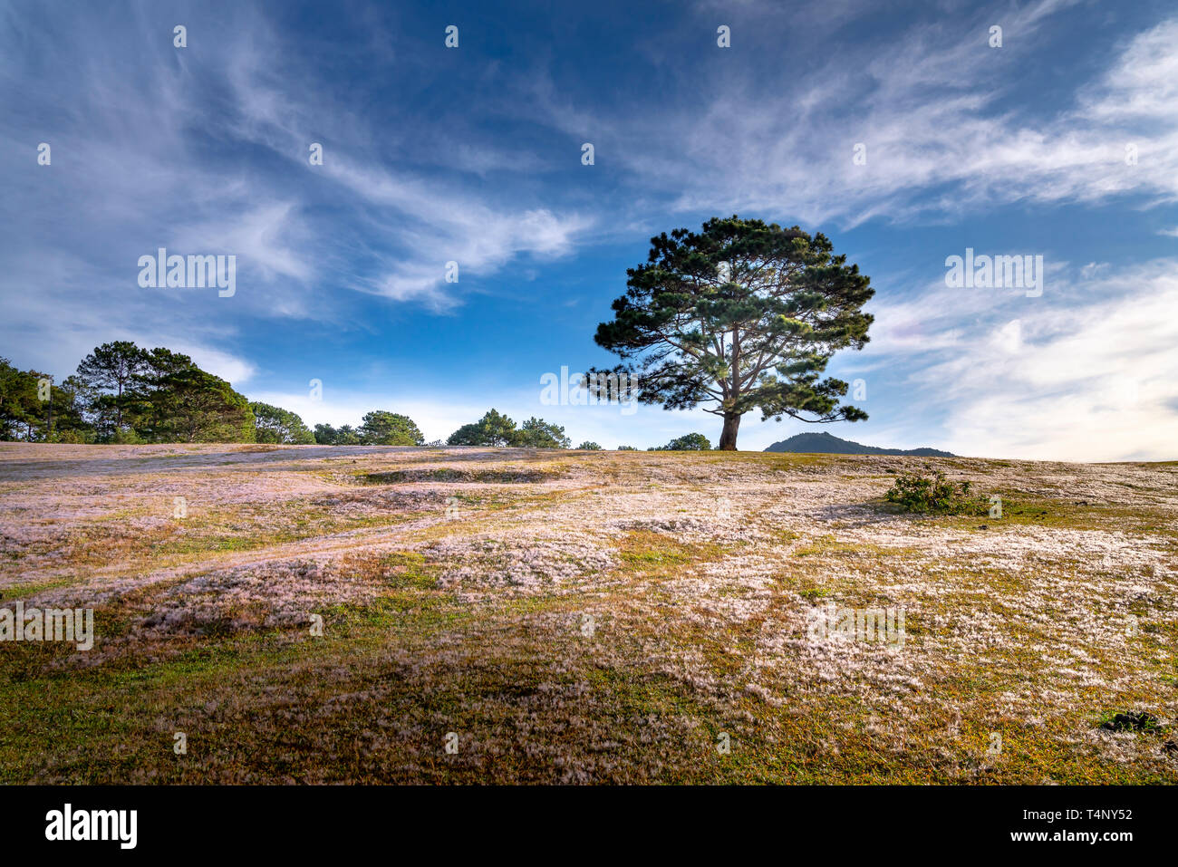 Pink grass hill contrast with green tree make the wonderful scene for DaLat tourism Stock Photo