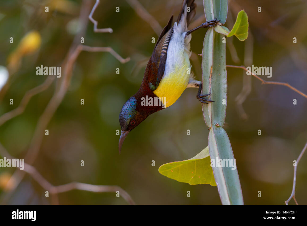 Purple-Rumped Sunbird.Leptocoma zeylonica. Sri Lanka Stock Photo
