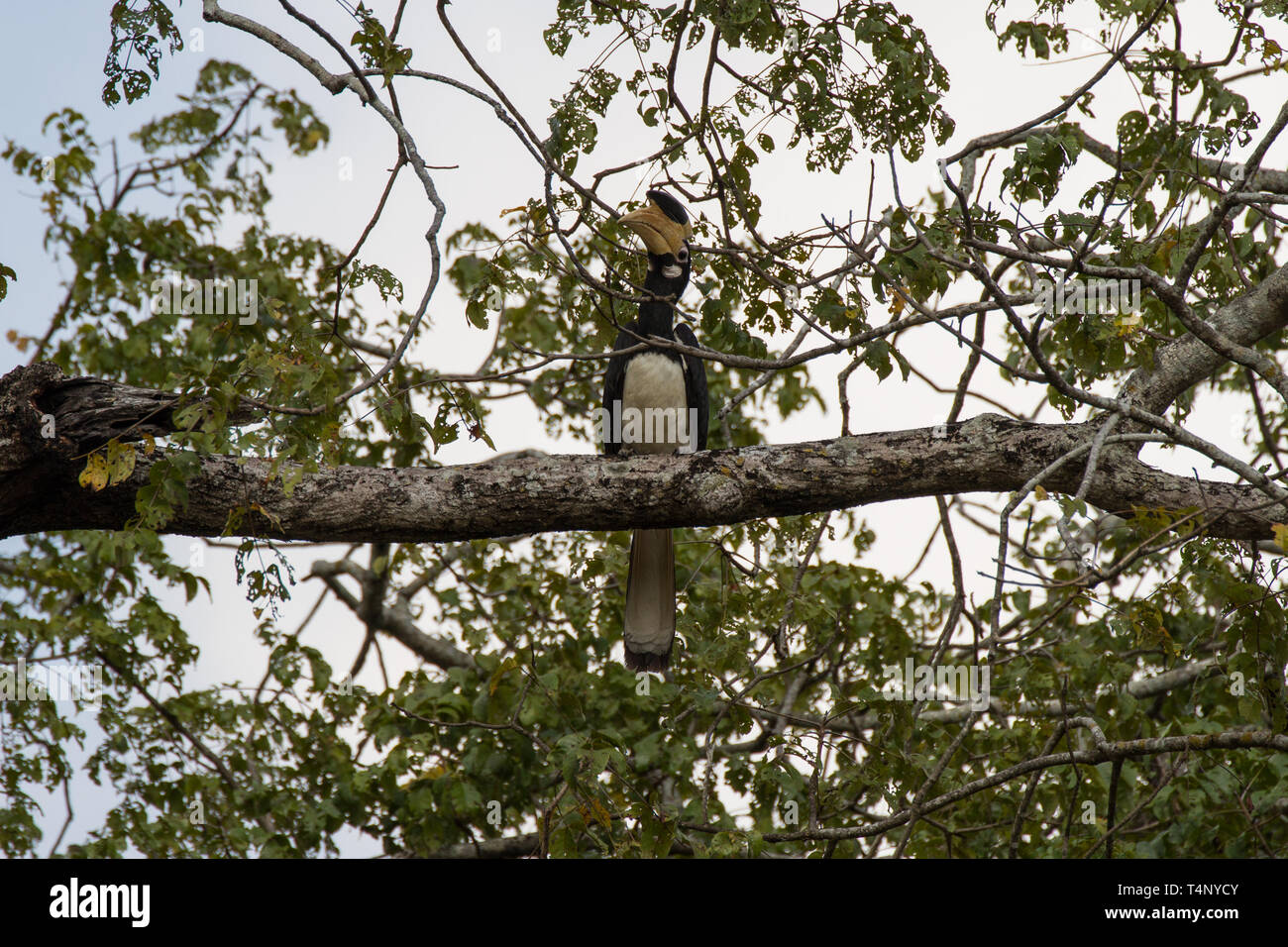 Malabar Pied Hornbill, Anthracoceros coronatus, A near threatened species. Sri Lanka Stock Photo