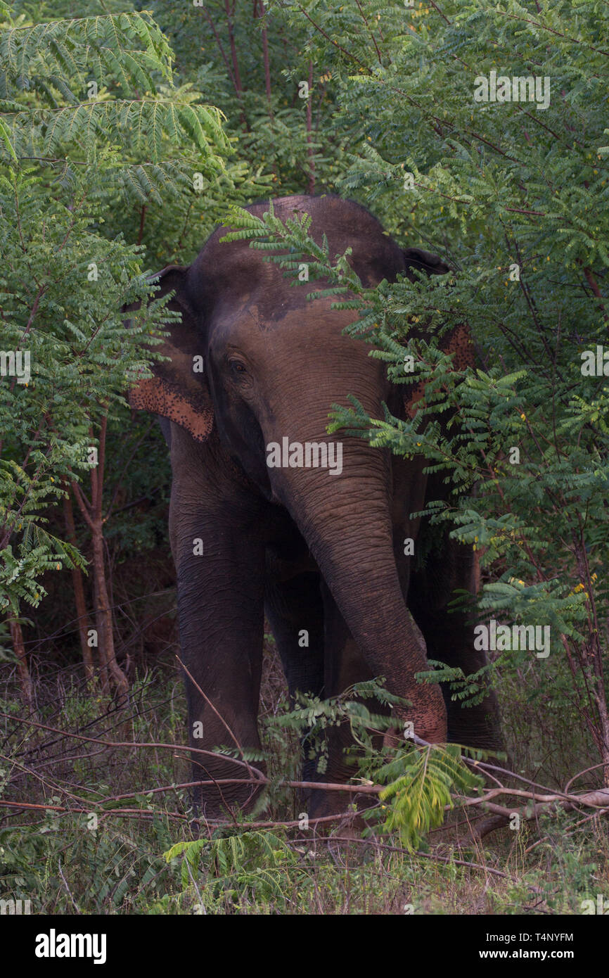 Sri Lankan Elephant Elephas maximus maximus. Single elephant in undergrowth. Sri Lanka Stock Photo
