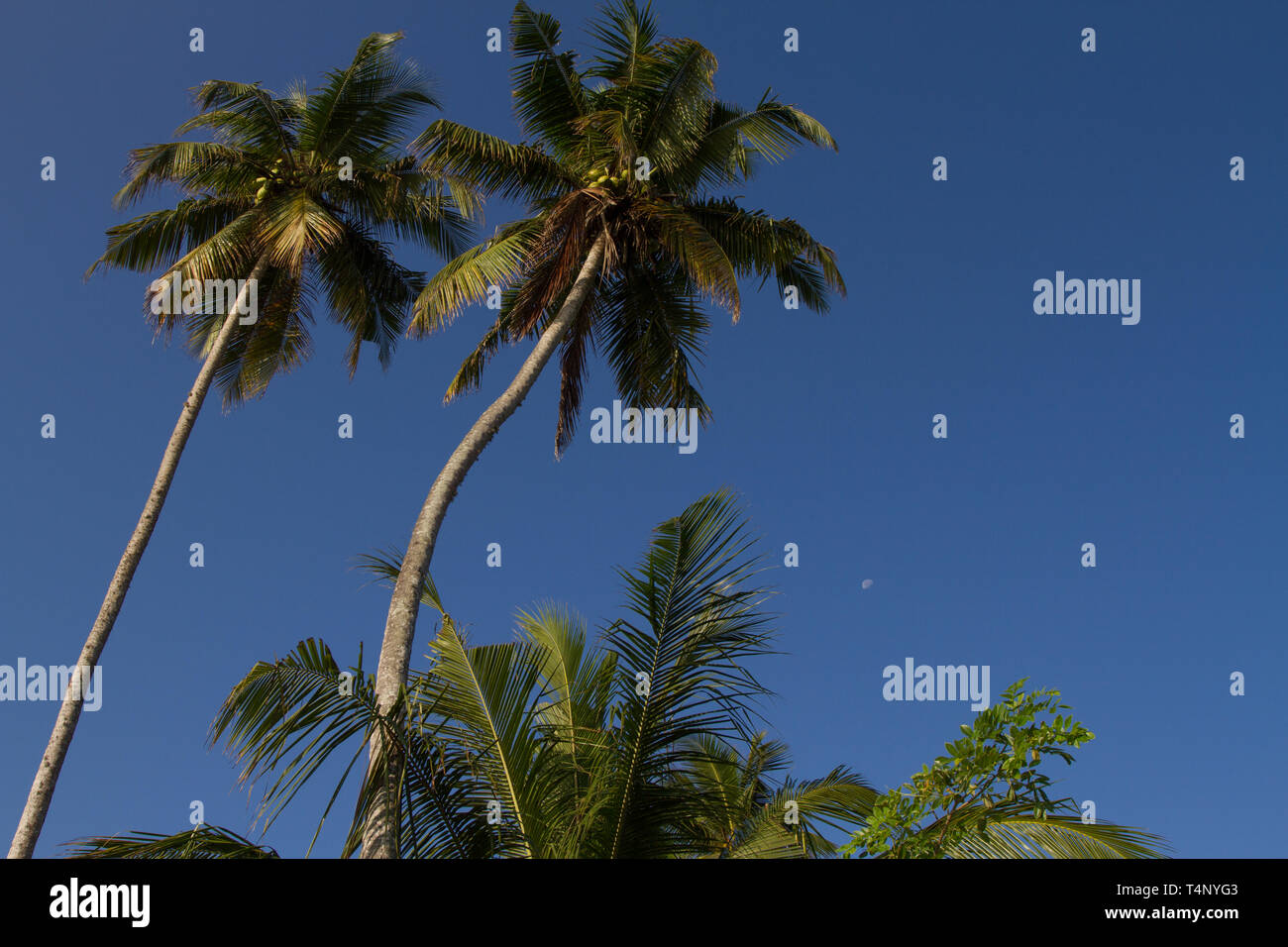 Coconut trees against a sunny blue sky. Sri Lanka Stock Photo