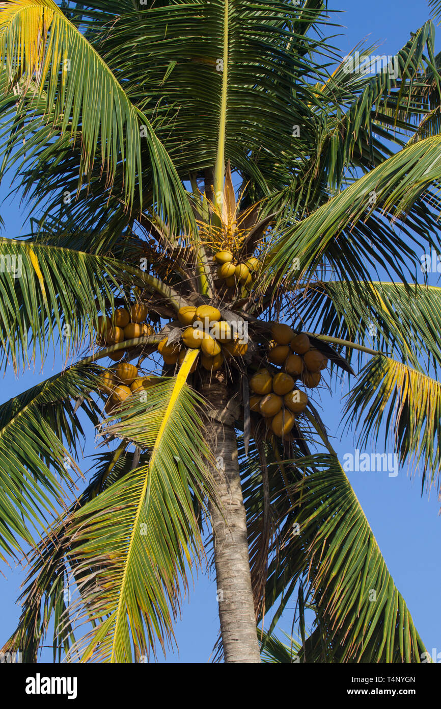Coconuts in tree against blue sky. Sri Lanka Stock Photo