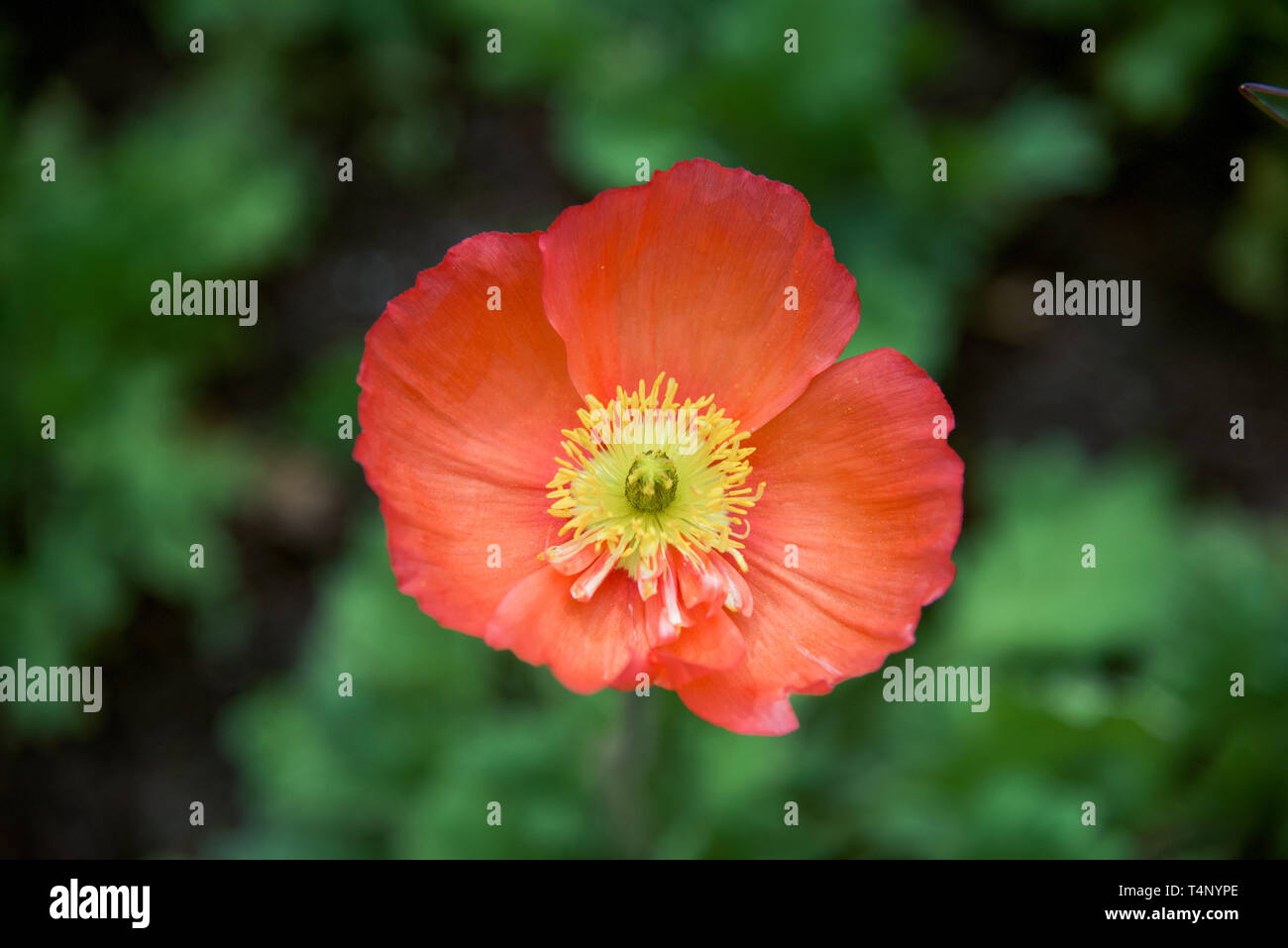 Aesthetic flower in California Stock Photo