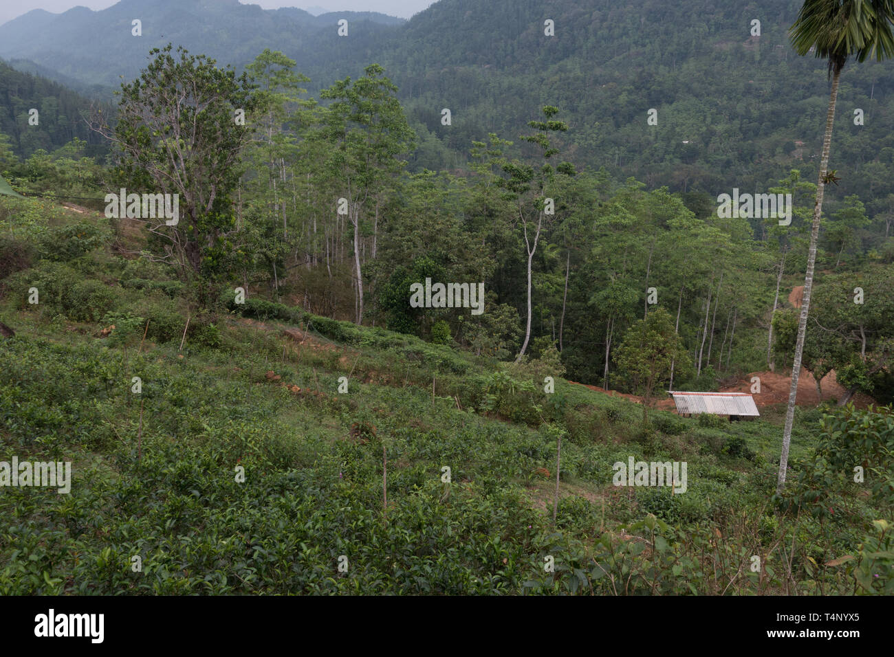 Tea plantation and rainforest habitat. Sinharaja Rain Forest Reserve. Sri Lanka Stock Photo