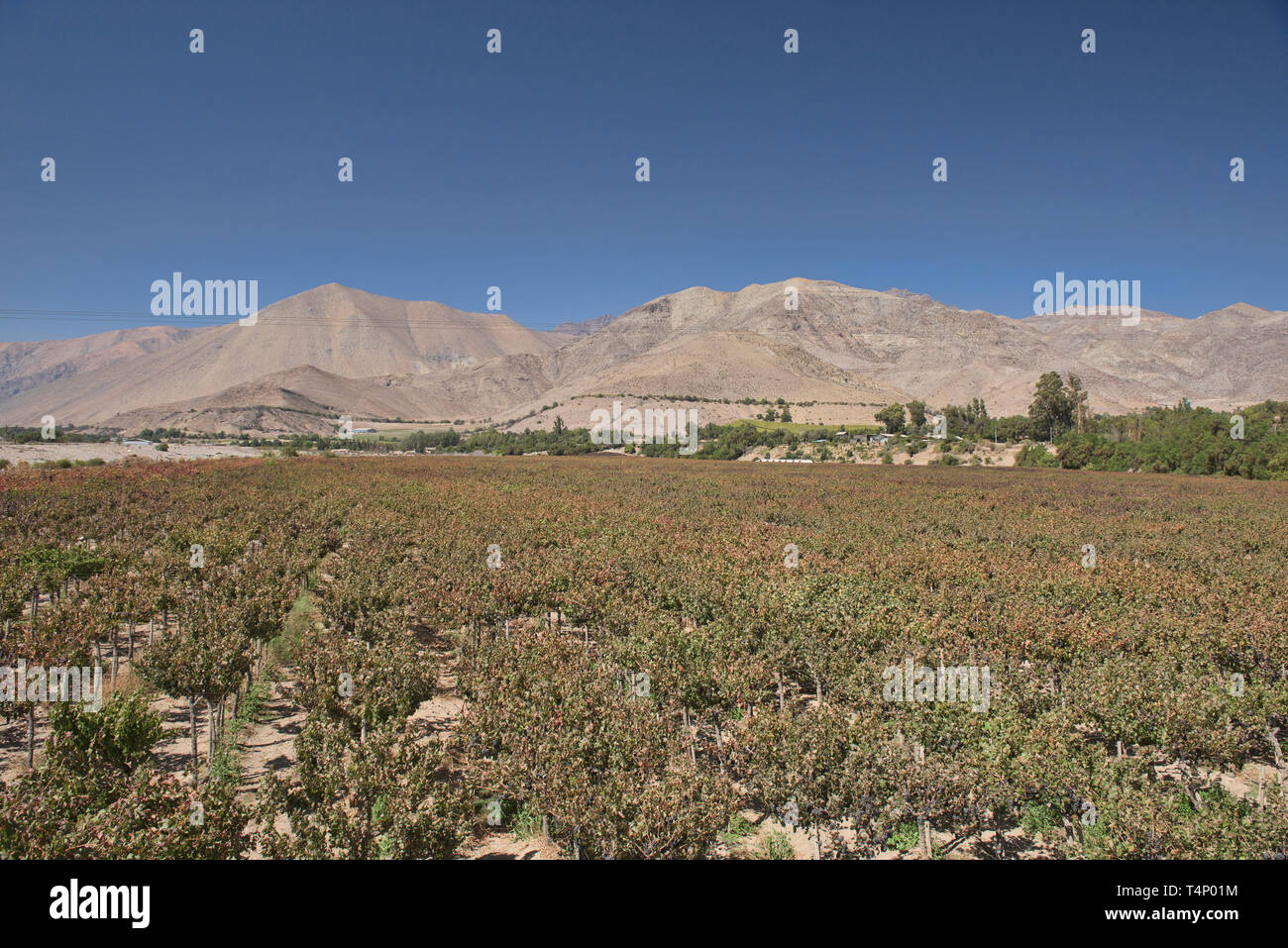 Pisco grapes growing in the beautiful Elqui Valley, Vicuna, Chile Stock Photo