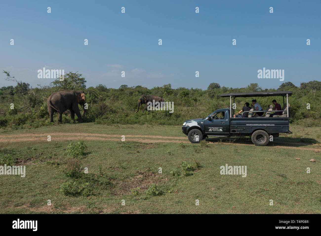 Tourists watching Elelphants from jeeps in Udawalawe National Park. Sri Lanka Stock Photo