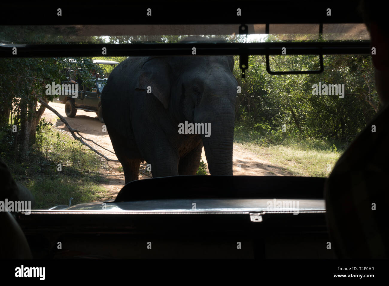 Tourists watching Elelphants from jeeps in Udawalawe National Park. Sri Lanka Stock Photo