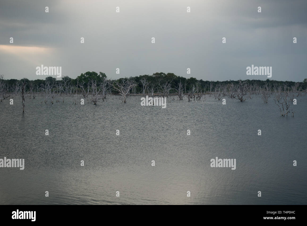 Weheragala Reservoir in Yala national park in Sri Lanka Stock Photo