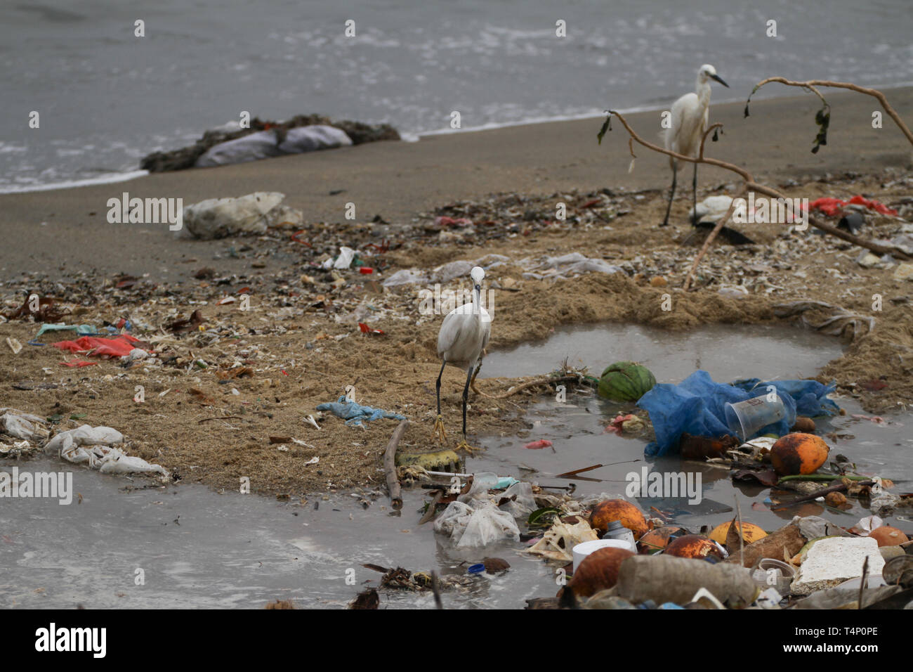 Egrets on seashore among discarded plastic. Sri Lanka. 2019 Stock Photo