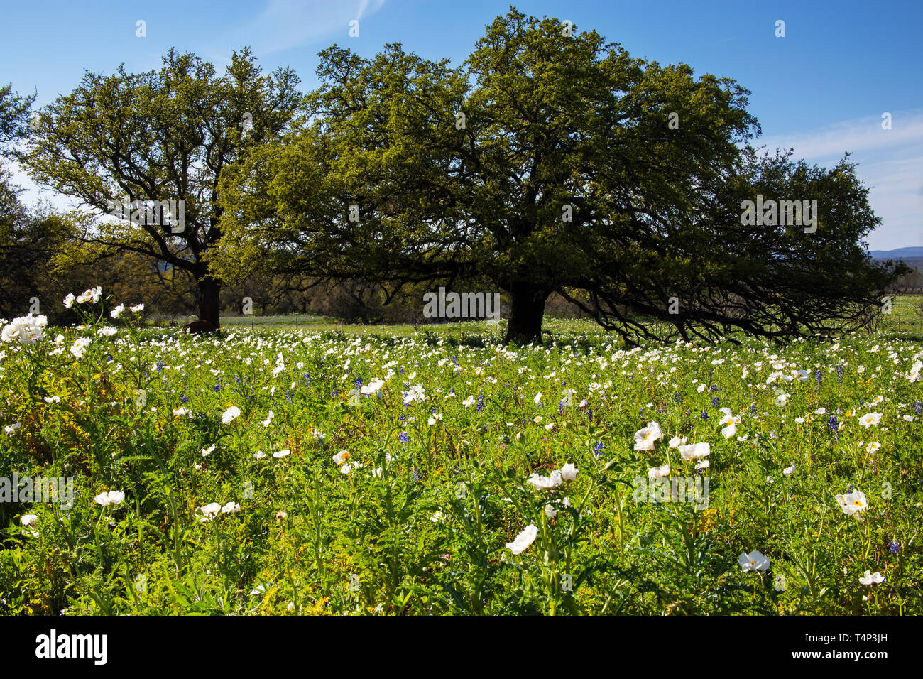 Field of Wild White Poppies on Willow City Loop, Texas Stock Photo