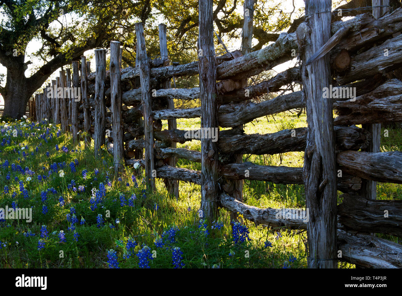 Old Wooden Fence and Bluebonnets on Willow City Loop Road, Texas Stock Photo