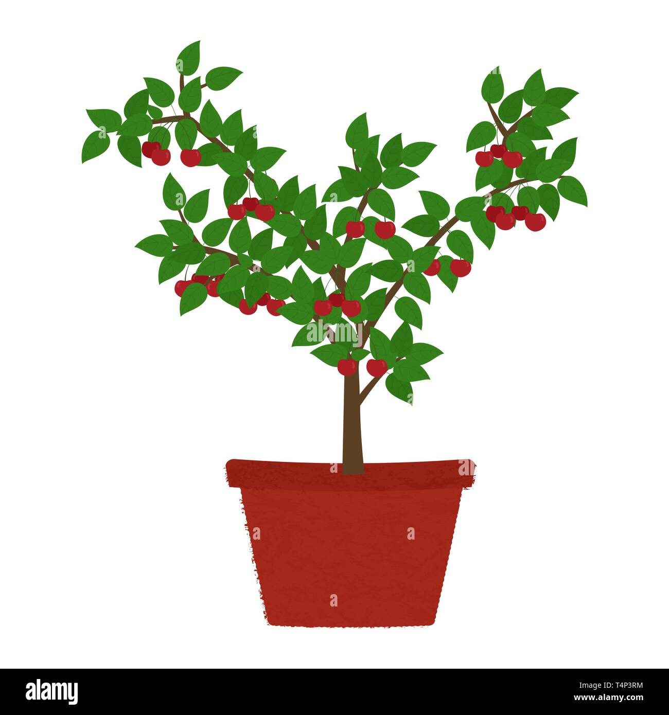 Cherry tree in clay vase. Isolated. White background. Conceptual