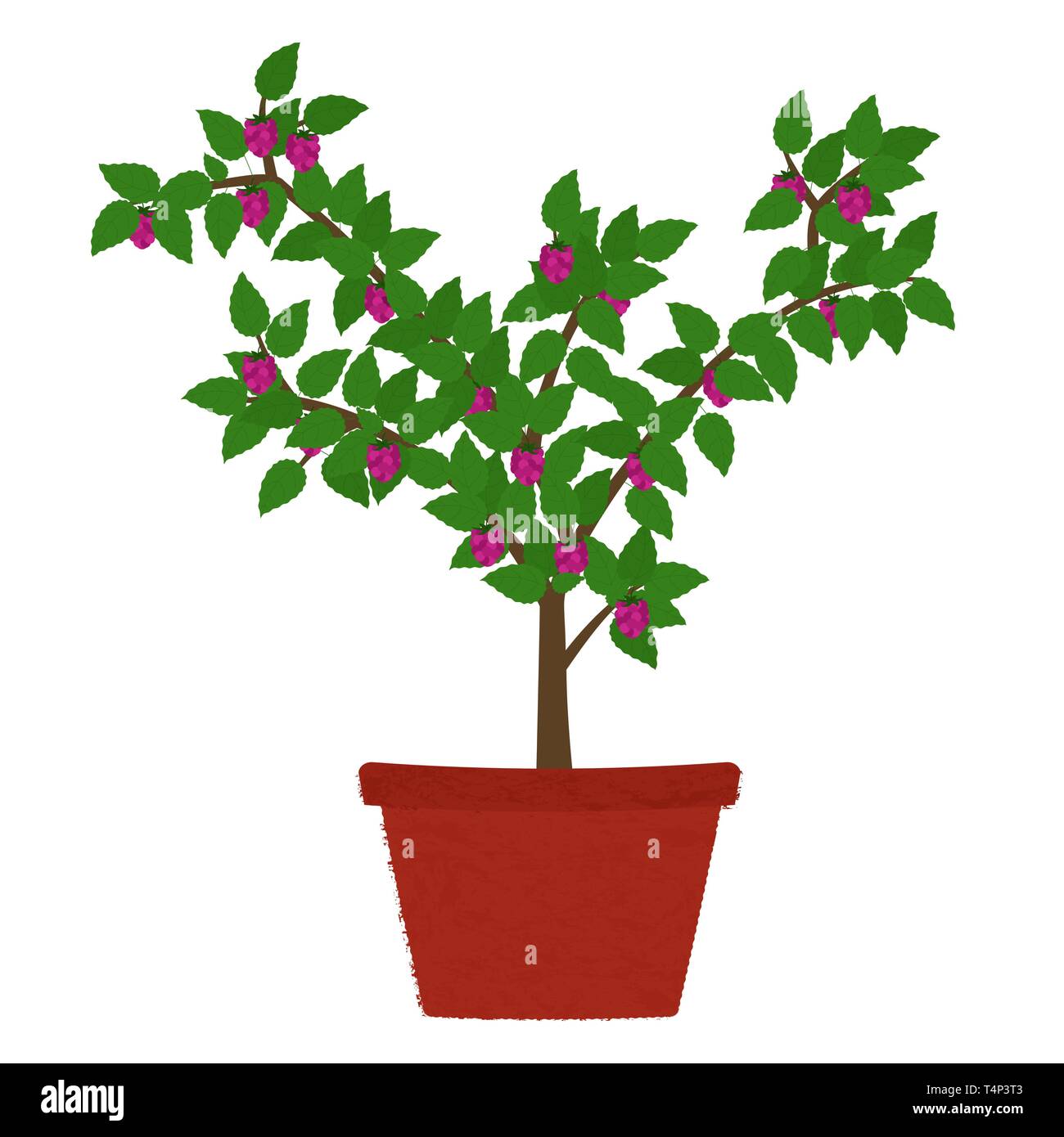 Raspberry fruit tree in clay vase. Isolated. White background Stock