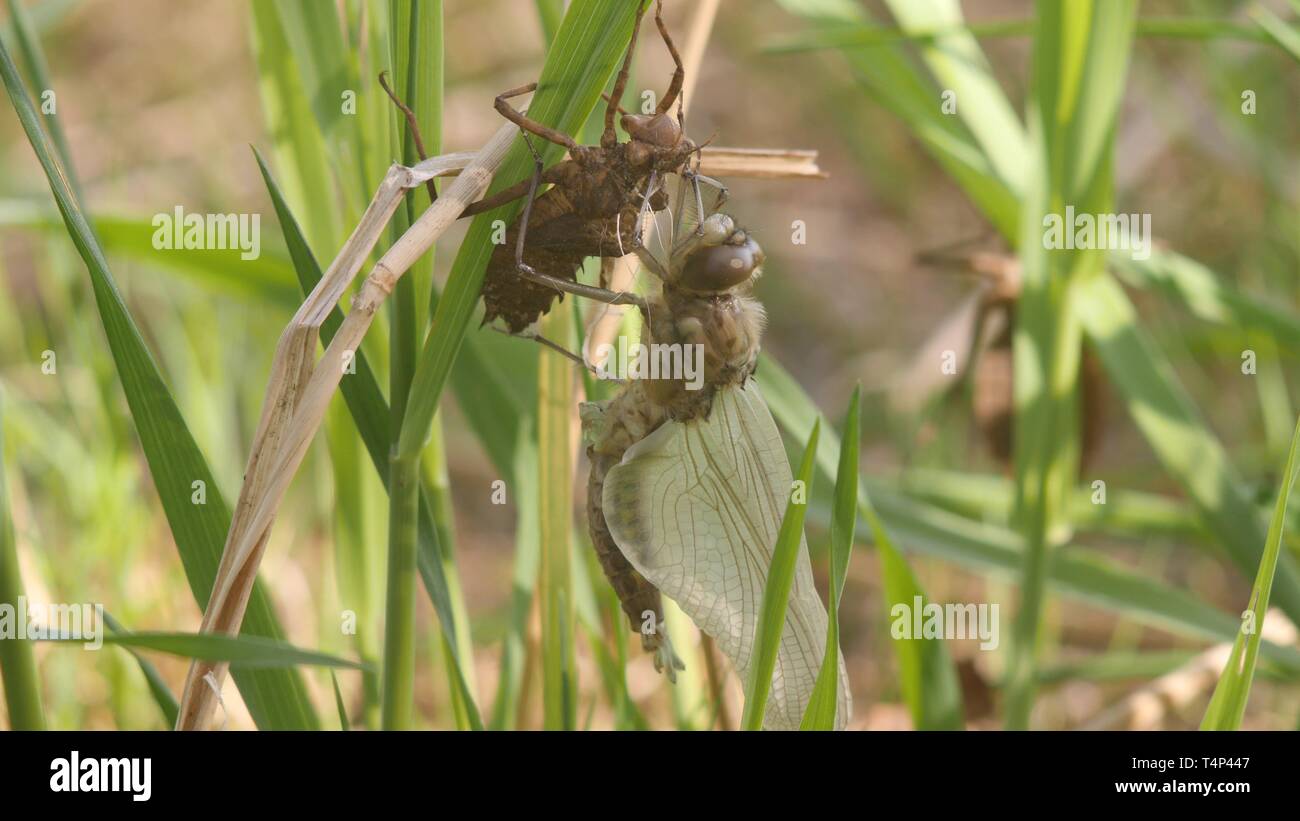 Dragonfly birth. A dragonfly has just emerged from its larval skin and is waiting for the wings to expand and dry. 4K close up Stock Photo
