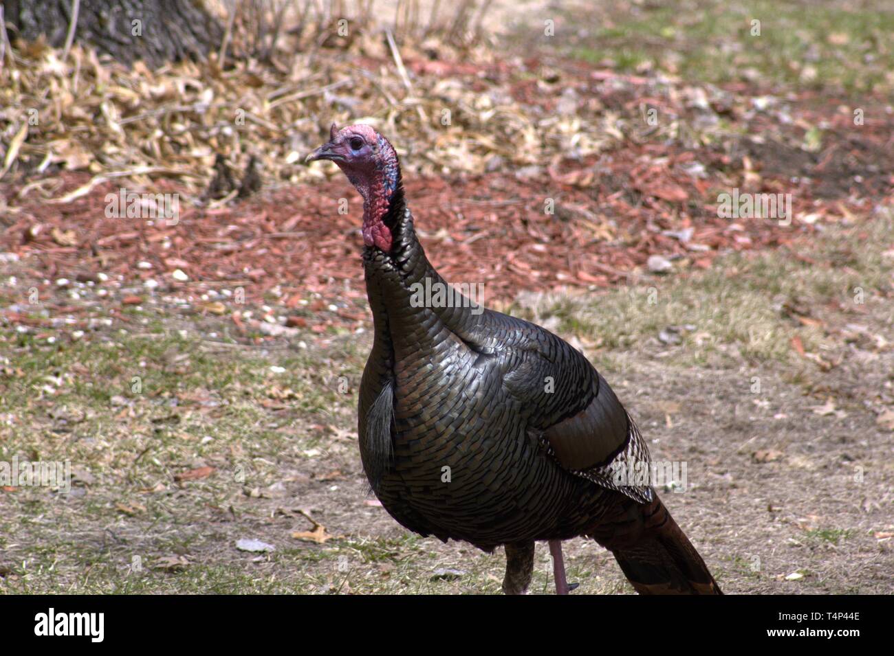 Wild turkey tom in spring hires stock photography and images Alamy