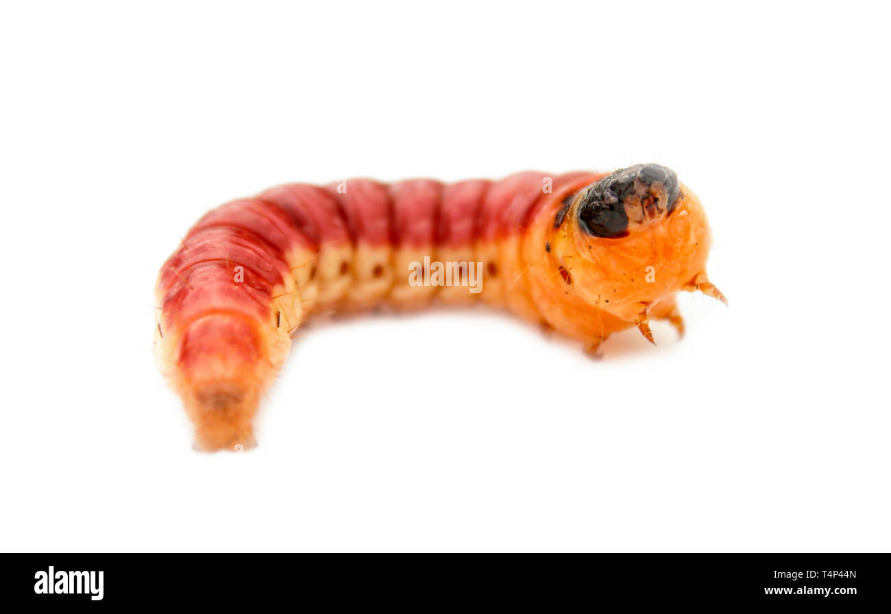 Beetle larva isolated on white background. Stock Photo