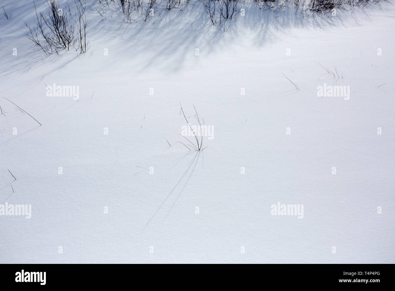 Fragment of a snowy meadow. Smooth snow surface as a background or texture Stock Photo