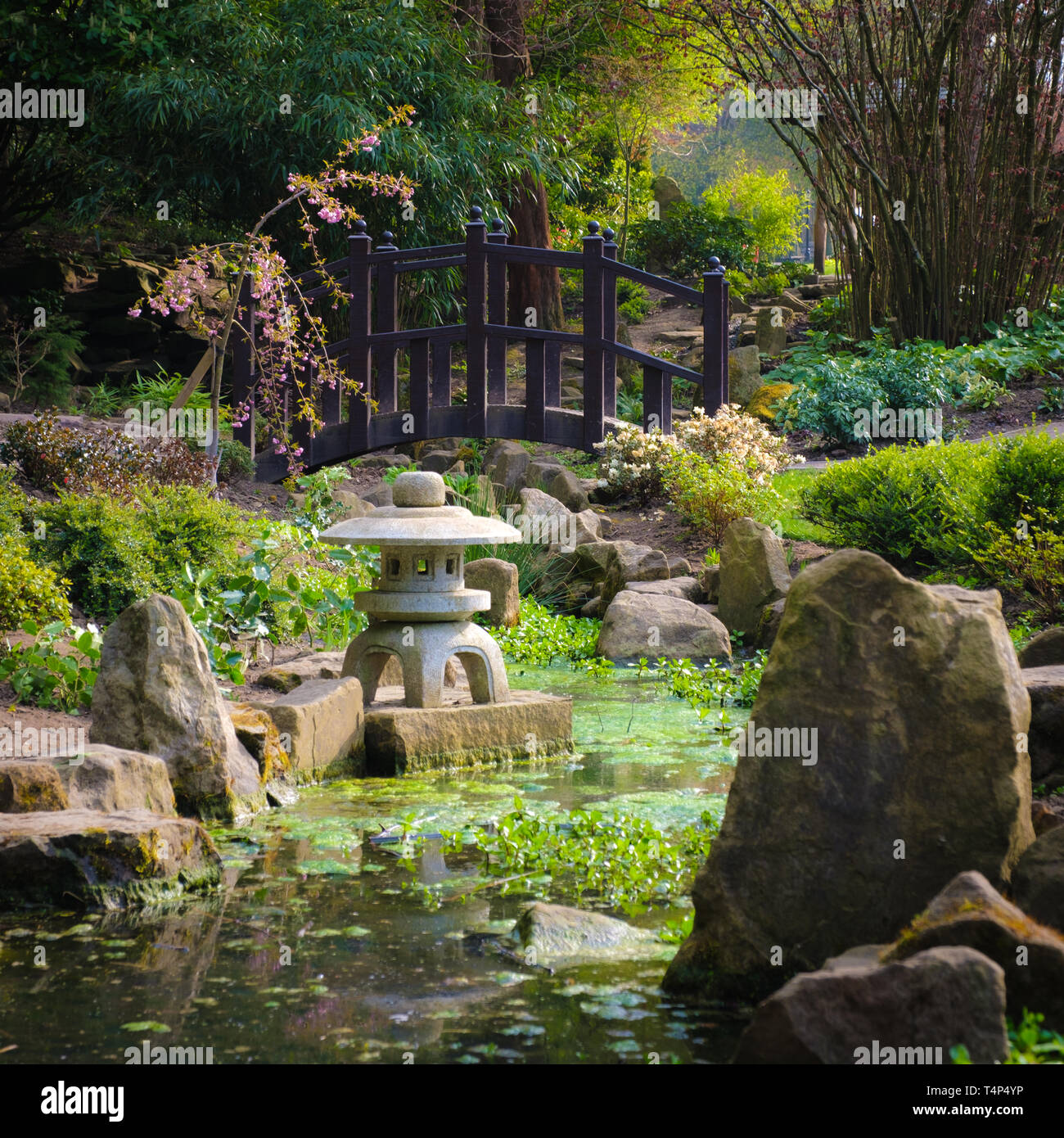 Japanese Garden in North Yorkshire with Bridge and Stream Stock Photo