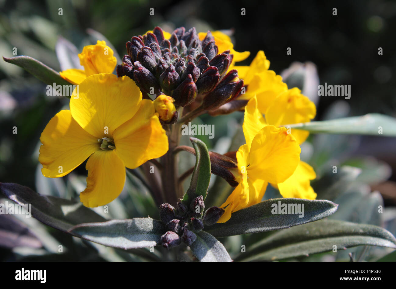The bright yellow flowers and contrasting dark foliage of Erysimum linifolium Fragrant Sunshine. Also known as the Wallflower. Stock Photo