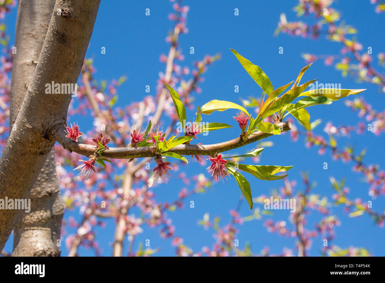 Fading flowers hires stock photography and images Alamy