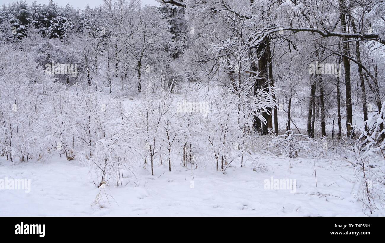 a beautiful  view of covered         bushes with snow typical  of wet snow when falls Stock Photo